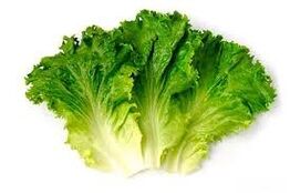 hojas de lechuga